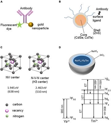 Recent technological advances in correlative light and electron microscopy for the comprehensive analysis of neural circuits